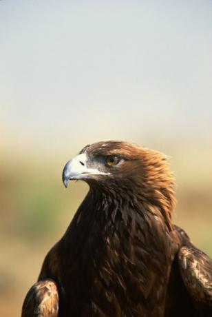 Águila dorada