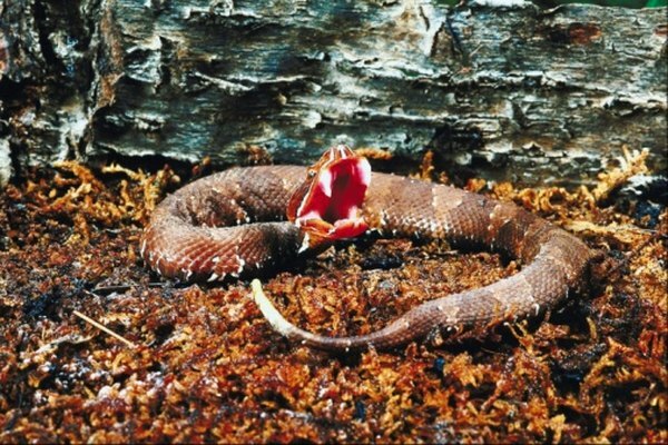 Semua pit viper adalah pembawa hidup -- dan berpotensi berbahaya.