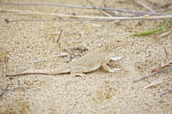 Un lagarto con flecos camina por la arena.