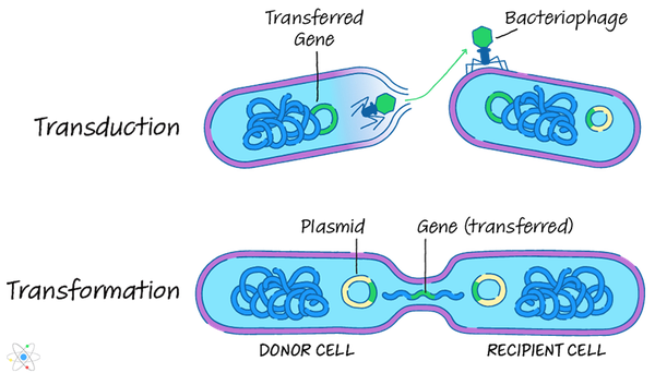 변환, 형질 도입 및 접합: 원핵 생물의 유전자 전달