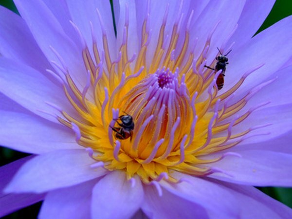 Ørkenbier lever av plantennektar.