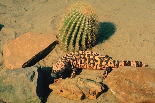 Kaktusy zadržují vodu uvnitř svých masitých stonků, ale kvůli zkrouceným ostrým jehlicovitým ostřím je těžké se k nim dostat.