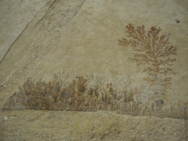 Биљке се разграђују и остављају отисак фосила места где су некада биле.