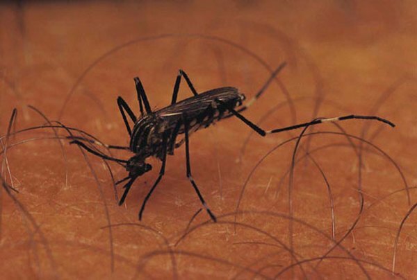 Muggen verspreiden malaria door parasitaire sporozoa in de bloedbaan te injecteren.