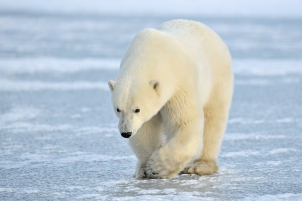 En isbjørn går på en isete innsjø i Churchill, Canada.