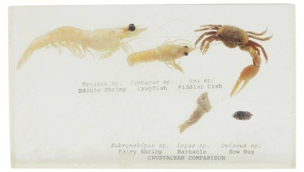 Roly polies კიბოსნაირნი ჰგავს shrimp ან crayfish.