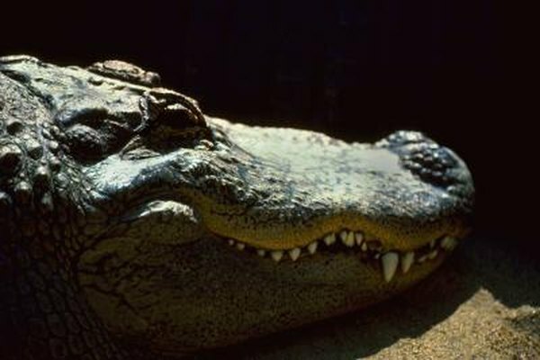 Krokodiller har kjever som består av flere bein.