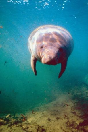 Los manatíes nunca abandonan el agua.