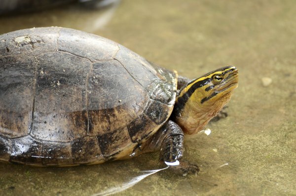 La tortuga de caja de la Costa del Golfo también puede tener manchas blancas en la cabeza y es la más grande de todas las tortugas de caja.