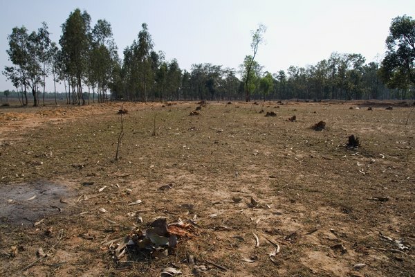La deforestación puede fomentar el calentamiento global.