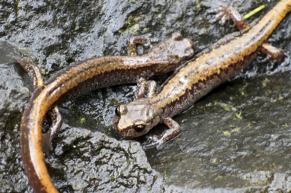 Sepasang salamander di atas batu basah.