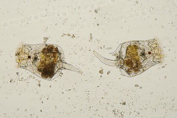 მიკროსკოპის ქვეშ rotifers