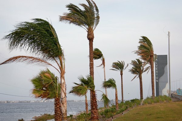 Vítr z hurikánu Ike bičuje kolem palem 12. září 2008 v Galvestonu v Texasu.