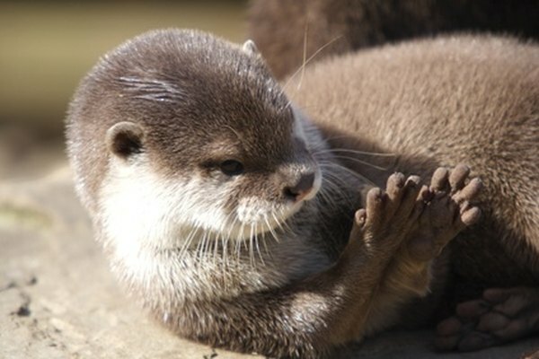 Los erizos de las algas gigantes son una de las principales fuentes de alimento de la nutria marina.