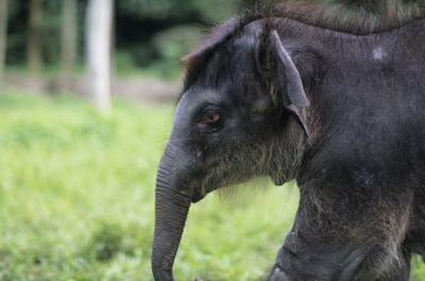 En spädbarn asiatisk elefant.