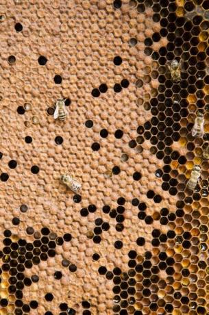 Пчелы-трутни живут всего несколько недель и рождаются для спаривания с пчелиной маткой.