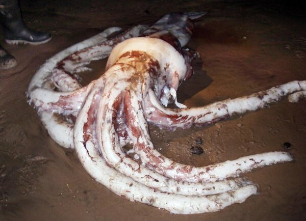 Een reuzeninktvis, hier aangespoeld aan de kust, leeft meestal in de bathypelagic.