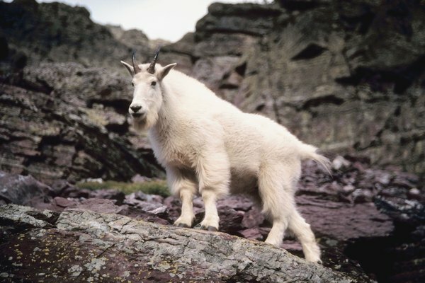 Na skalnatom výbežku stojí horská koza.