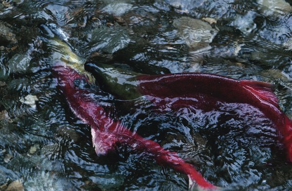 Il salmone è uno dei principali predatori dei torrenti della tundra artica.