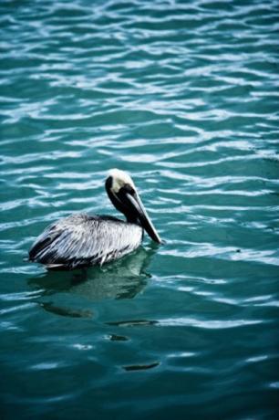 Sjöfåglar litar på tidvattnet för att jaga efter fisk.