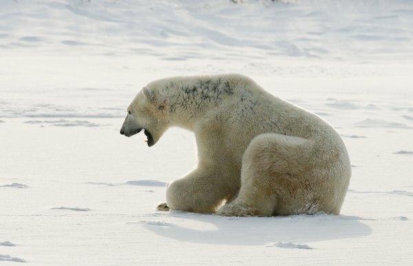 Oso polar en una tundra