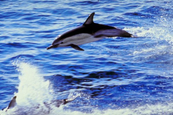 Lumba-lumba merawat penghuni umum zona epipelagik karena ikan, makanan utama mereka, berlimpah.