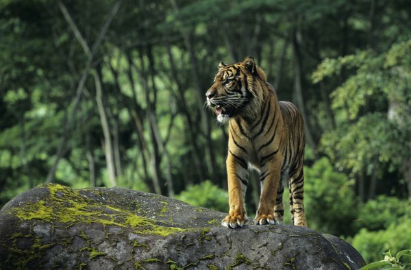 Seekor harimau sumatera berdiri di atas batu di hutan Indonesia.