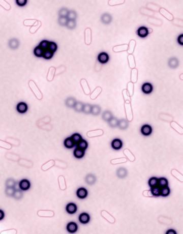 Prokarionti, kot so te bakterije, za razmnoževanje uporabljajo binarno cepitev.