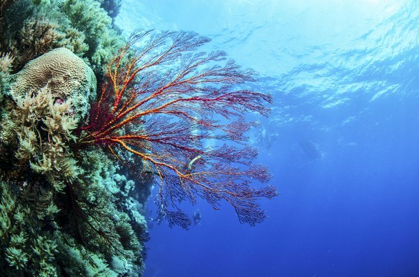 Vida subaquática da planta