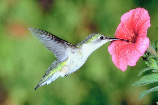 Цветущие растения полагаются на колибри для их опыления.