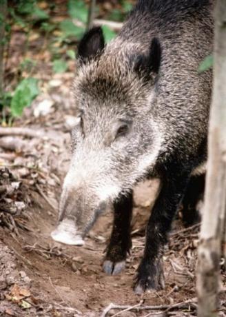 In den Wäldern Russlands streifen Wildschweine in Herden umher.