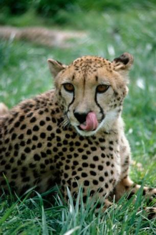 Cheetahs ნადირობენ 60 წამზე ნაკლებ დროზე.
