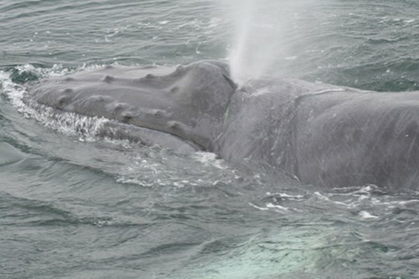 Las ballenas gigantes comen krill y plancton casi microscópicos.