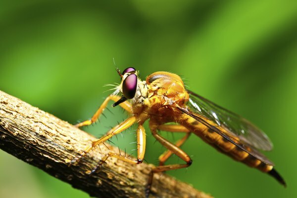 Prădători naturali de viespi