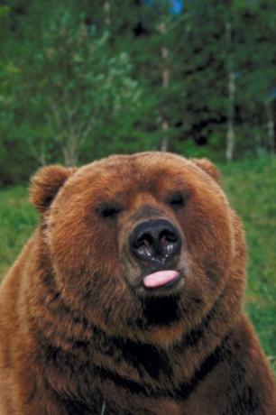 Ibland är en primär konsument, brunbjörn också på andra djur.