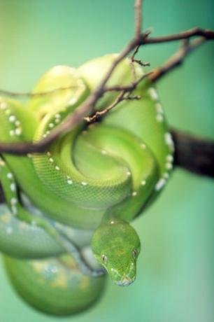 Zvita zelena kača se zlije v barve deževnega gozda.