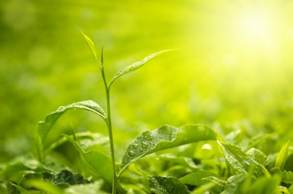 Како фотосинтеза делује у биљкама?