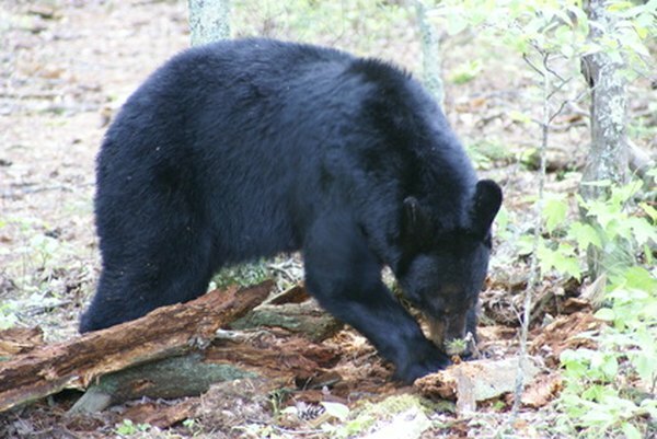 Черный медведь копает пищу