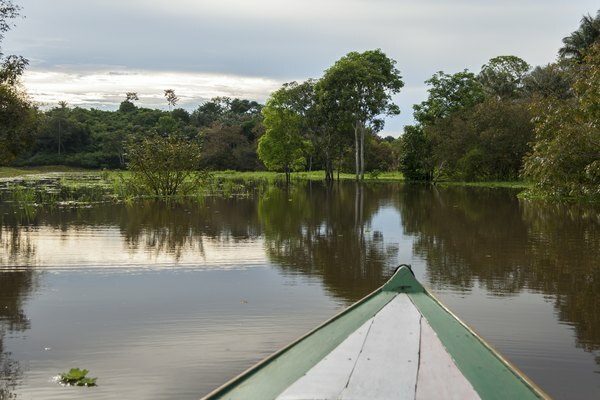 보트에서 본 아마존 강.