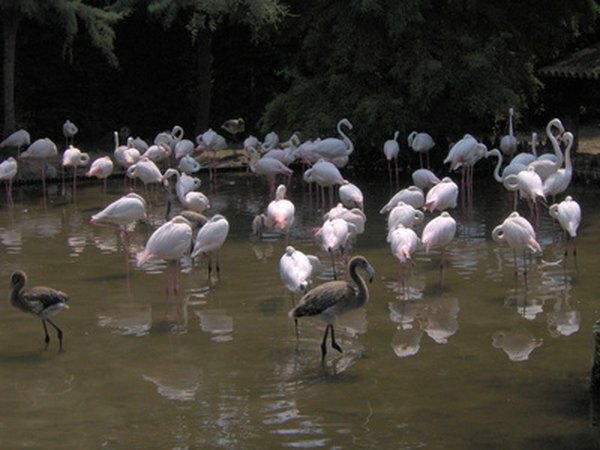 Dabiskā dzīvotne flamingo
