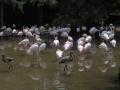 Naturlig habitat for flamingoer