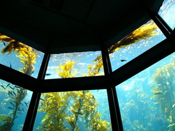 Rumput laut raksasa besar adalah alga multiseluler yang mampu melakukan fotosintesis.