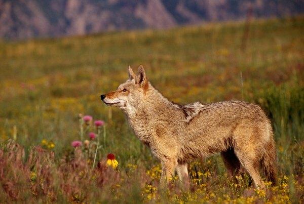 Los coyotes son uno de los depredadores más efectivos de Pensilvania.