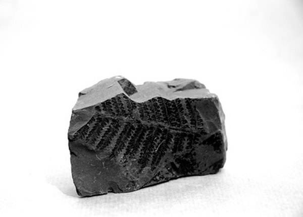 Muinaisen saniaisen lajin fossiili.