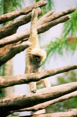 Gibbons har lange armer og kraftige skuldre for å svinge.