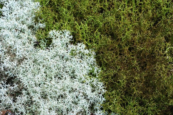 rendiermos groeit op de arctische toendra