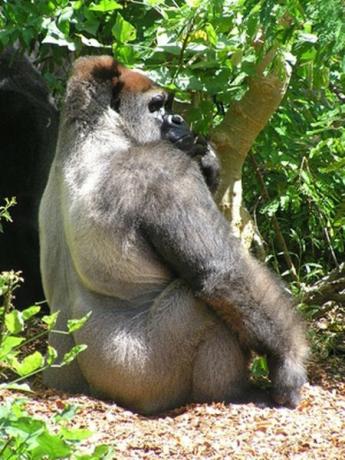 Fakta Tentang Gorila Silverback