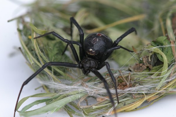 Las arañas viudas negras prefieren vivir en lugares tranquilos.