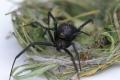 Soorten spinnen in het Upper Peninsula van Michigan