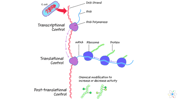 Genexpressie in prokaryoten